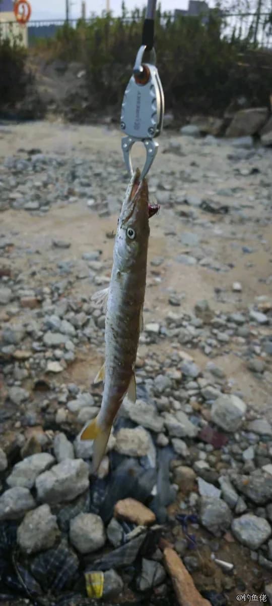 斑条魣钓获 厦门市 2kg