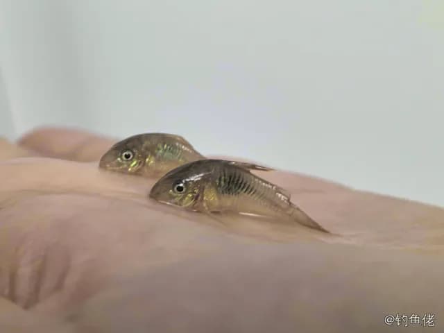 侧斑兵鲶钓获 青岛市 0.01kg