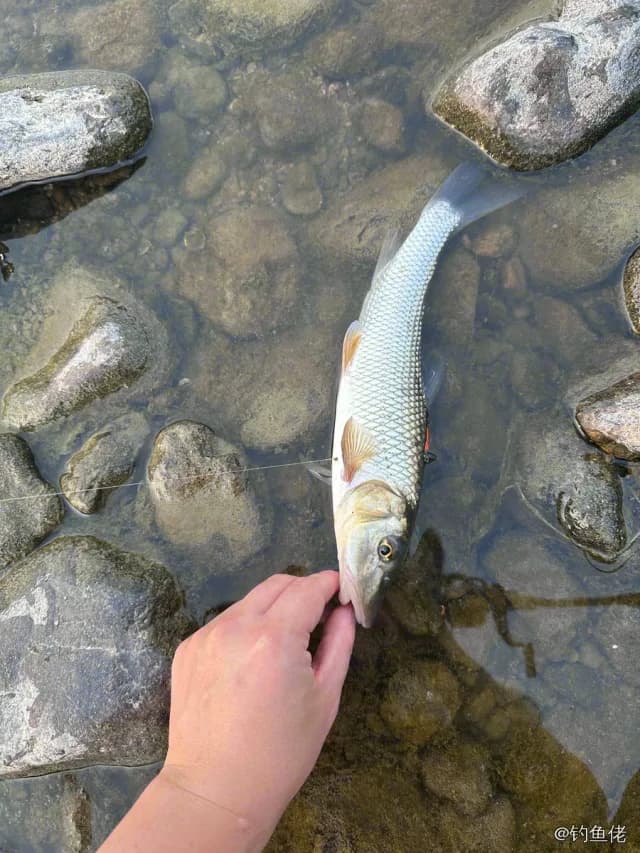 唇䱻钓获 丽水市 0.5kg