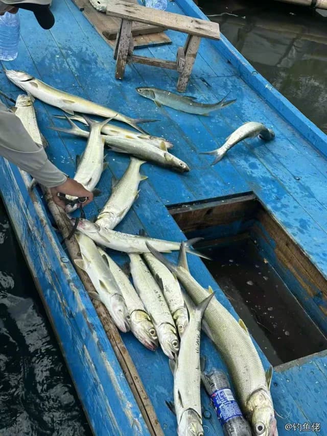 大海鲢钓获 漳州市 1.5kg