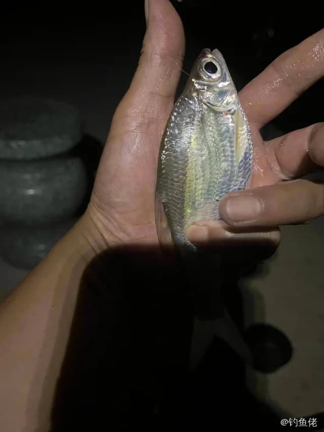 大眼华鳊钓获 常德市 0.03kg
