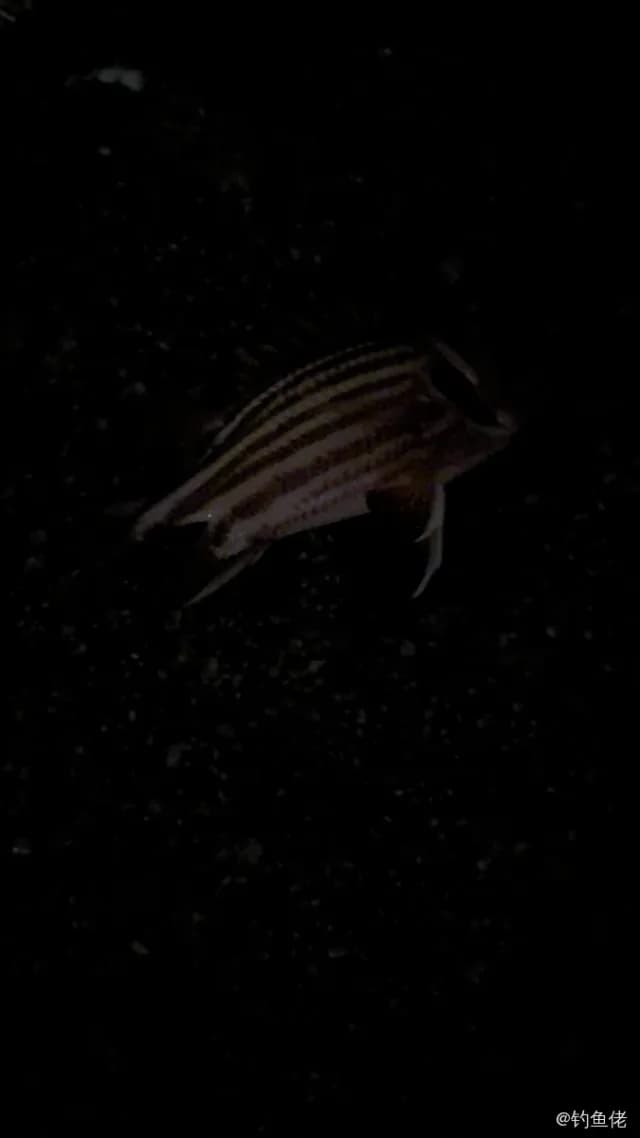 点带棘鳞鱼钓获 深圳市 0.1kg
