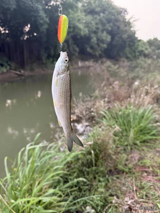 杜氏棱鳀钓获 东莞市 0.4kg