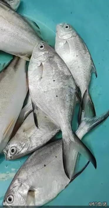 斐氏鲳鲹钓获 揭阳市 0.2kg