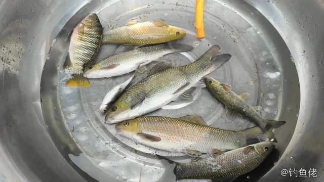 桂孟加拉国鲮钓获 铜仁市 0.05kg