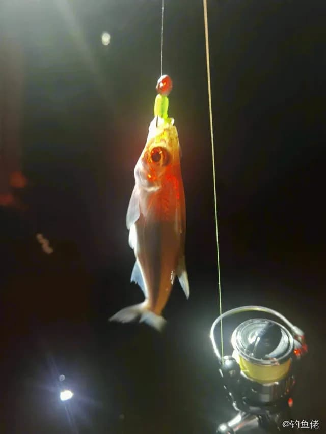 红吻半线脂鲤钓获 广安市 