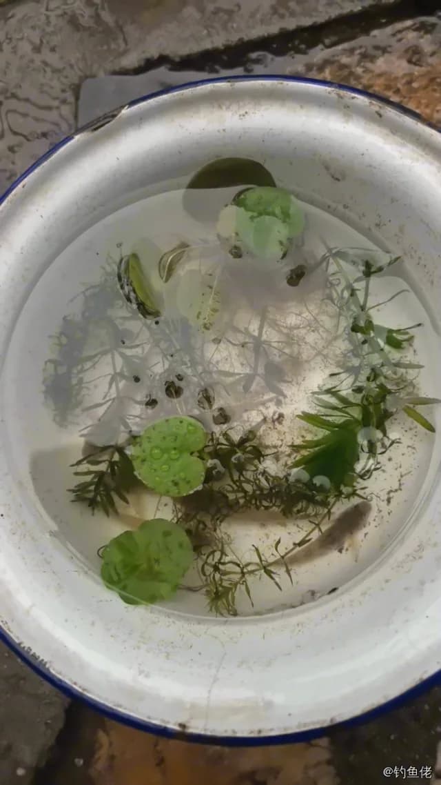 花斑副沙鳅钓获 上海市 