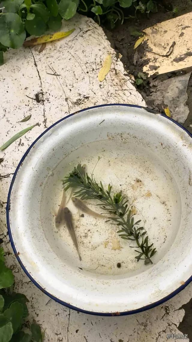 花斑副沙鳅钓获 上海市 