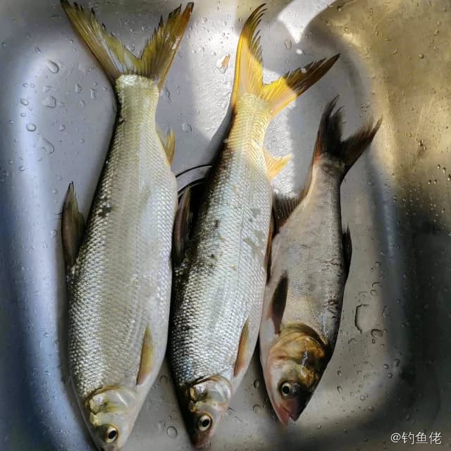 黄尾鲴钓获 怀化市 1.2kg