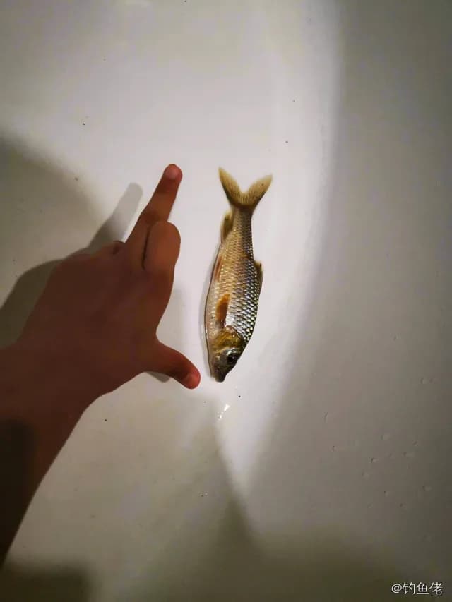 黄尾鲴钓获 三明市 0.1kg