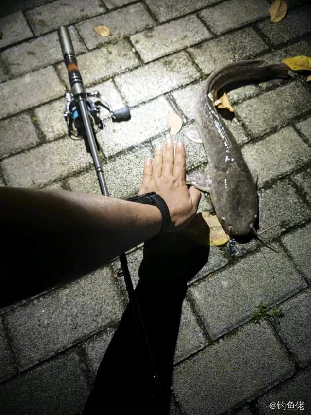 尖齿胡鲶钓获 深圳市 1.9kg