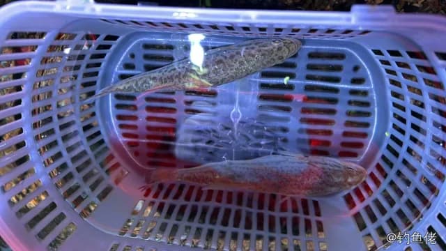 尖吻䱵钓获 宣城市 0.4kg