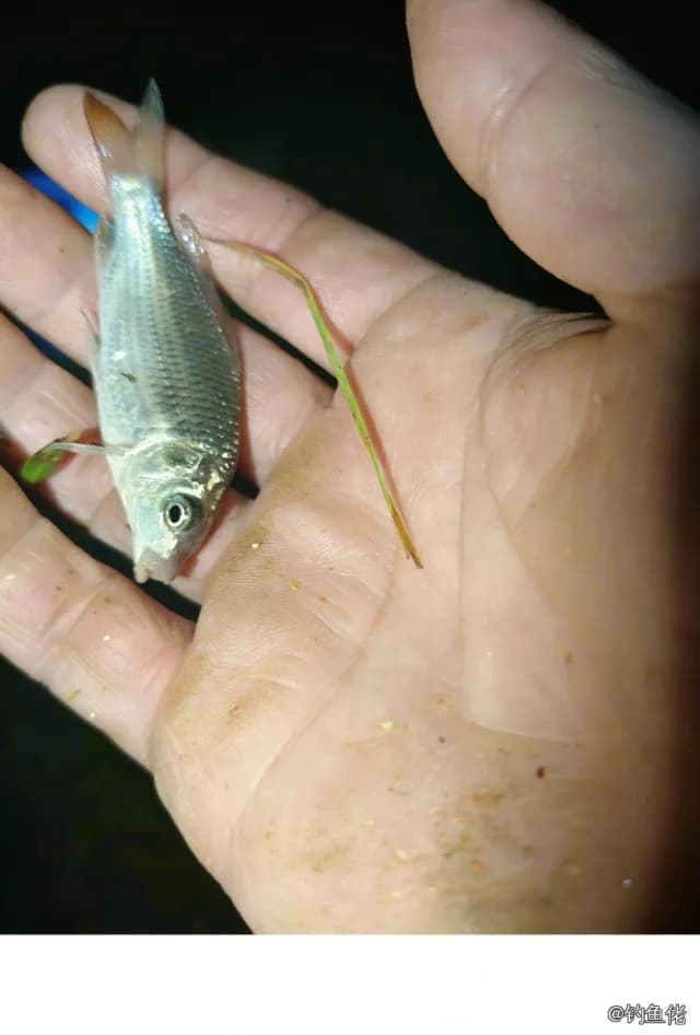 金鱼钓获 南阳市 0.3kg