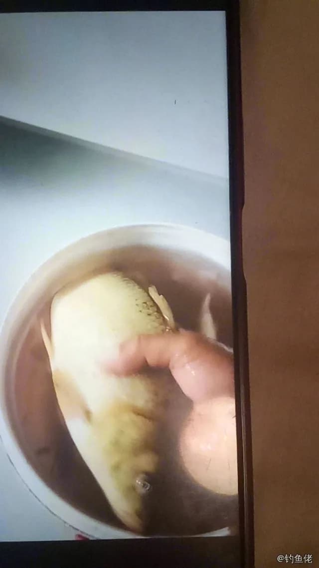 克氏兔头鲀钓获 合肥市 0.15kg