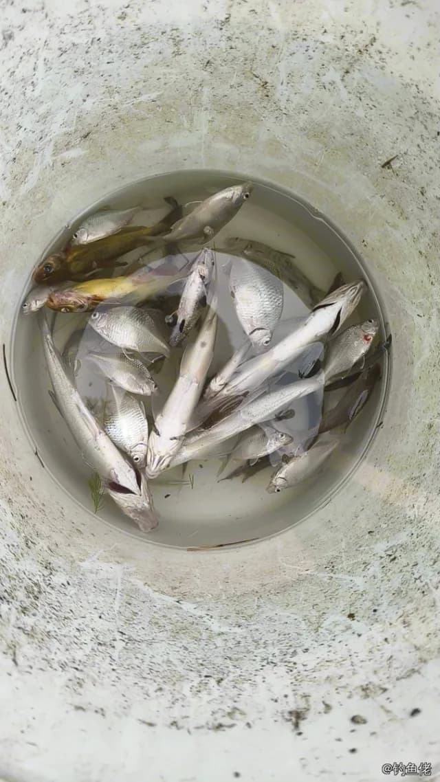 宽尾斜齿鲨钓获 无锡市 0.25kg