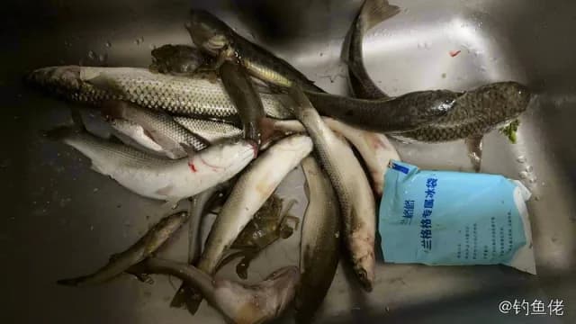 宽尾斜齿鲨钓获 锦州市 0.25kg