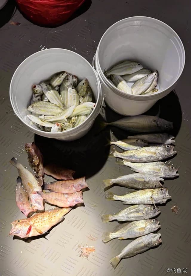 蓝圆鲹钓获 防城港市 0.48kg