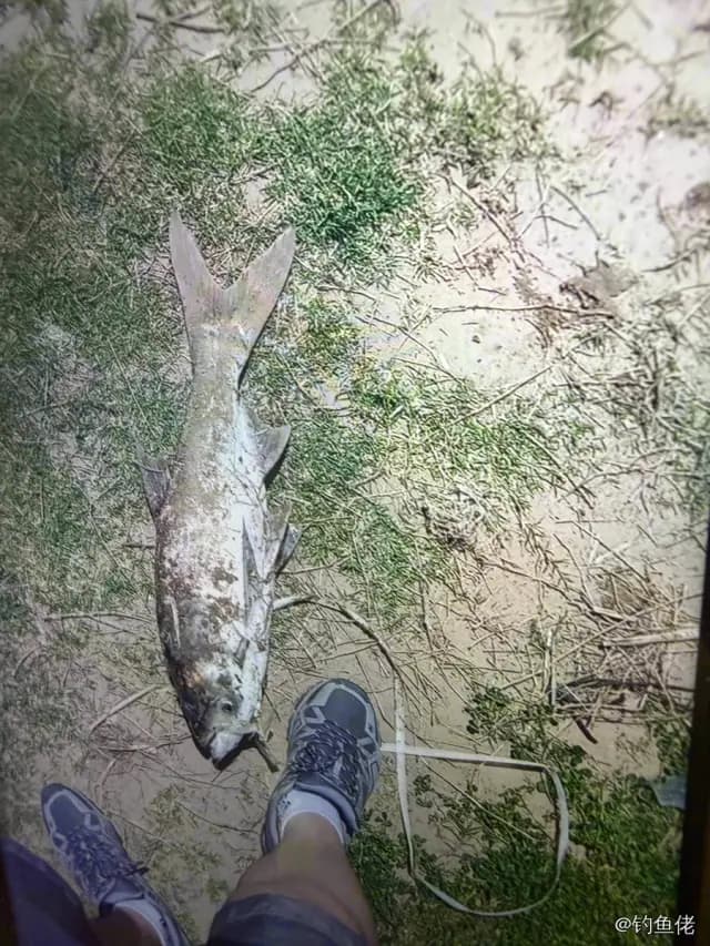 六指多指马鲅钓获 蚌埠市 3kg