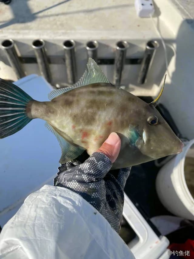 绿鳍马面鲀钓获 中华人民共和国 0.1kg