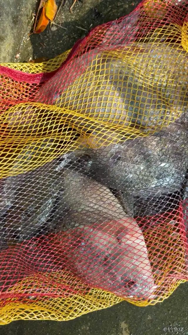 马夫鱼钓获 佛山市 0.3kg