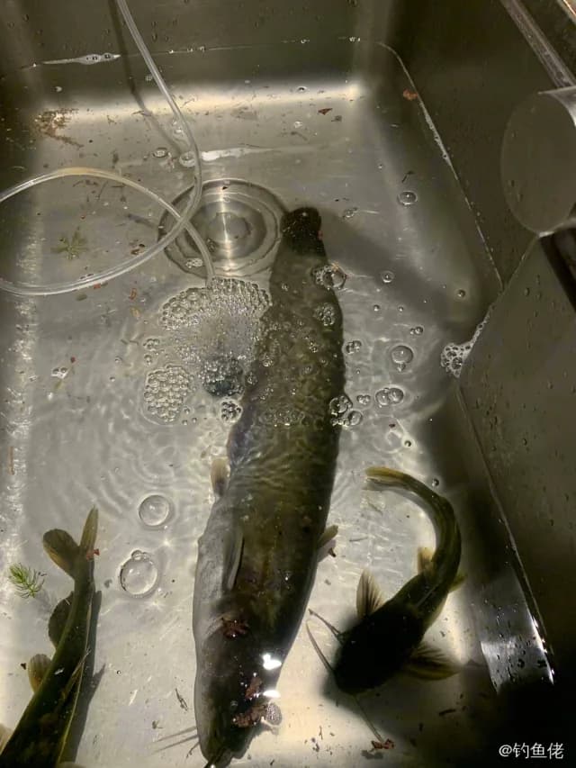 鲶鱼钓获 苏州市 1kg