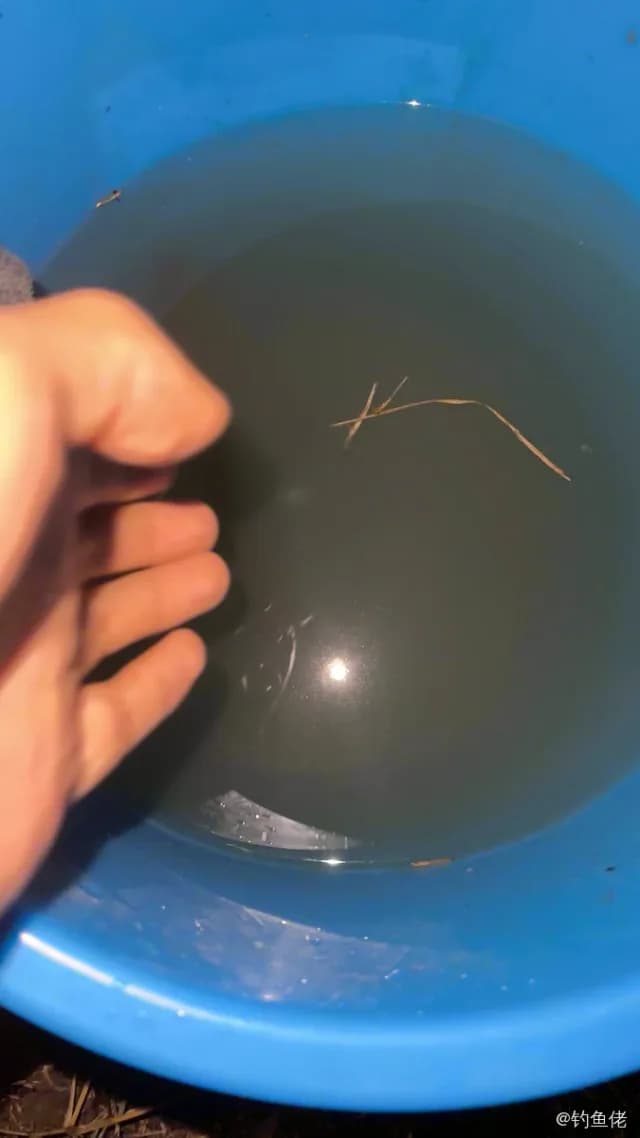 翘嘴鲌钓获 上海市 0.2kg
