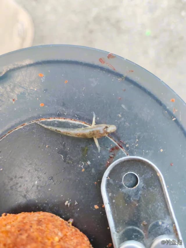 日本红鲬钓获 上海市 0.05kg