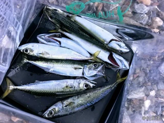 日本鲭钓获 大连市 0.2kg