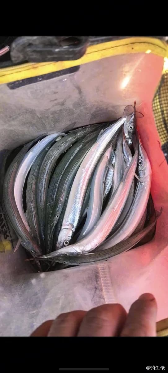 日本下鱵鱼钓获 北京市 0.01kg