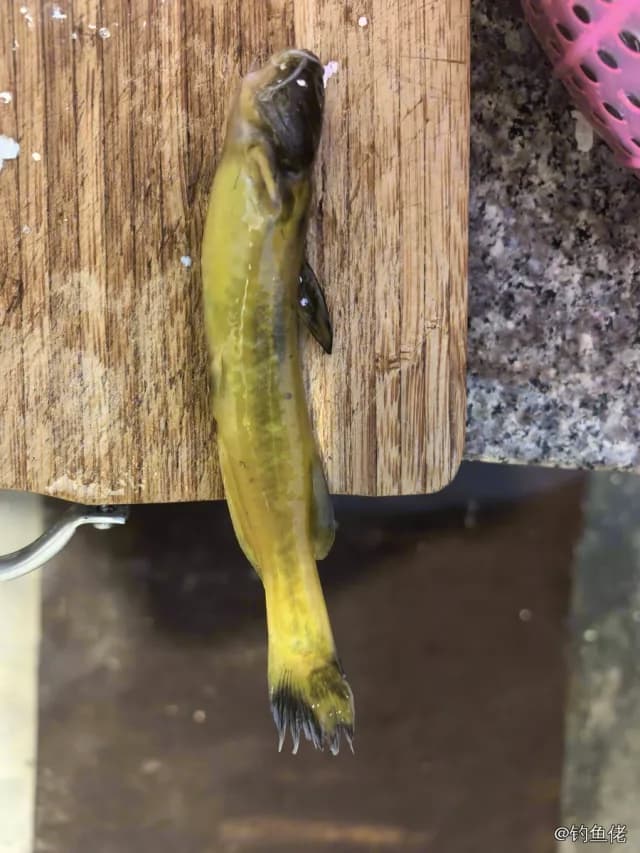 绒杜父鱼钓获 安庆市 0.3kg