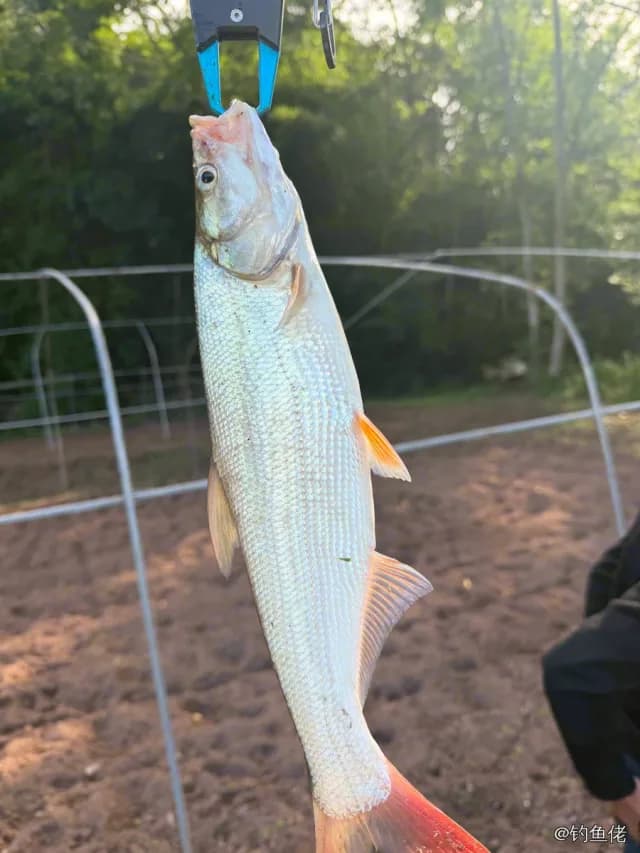 似鳊钓获 成都市 1.5kg