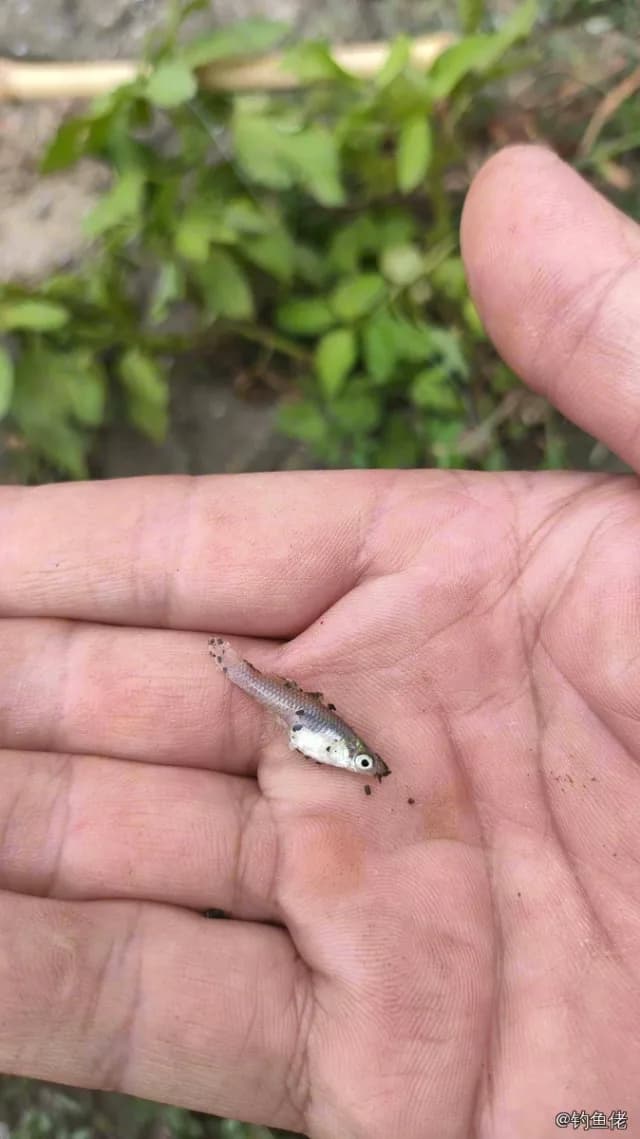 食蚊鱼钓获 台州市 0.1kg