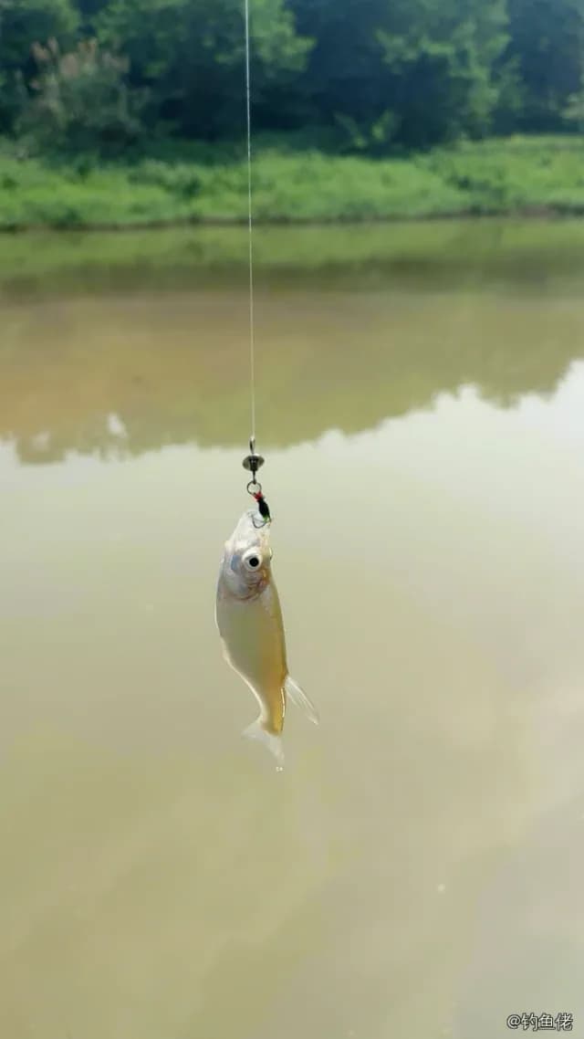 丝鳍海鲇钓获 南宁市 0.1kg