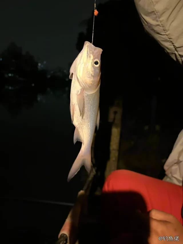 丝鳍海鲇钓获 上海市 0.1kg