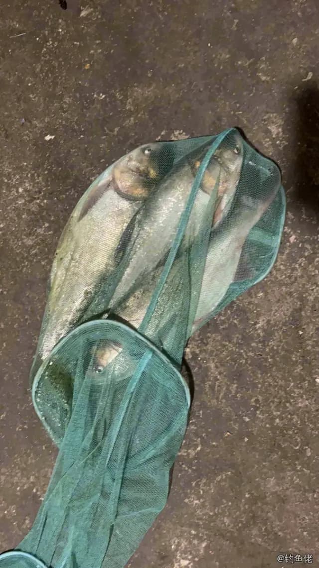 丝鲹钓获 常州市 2.5kg