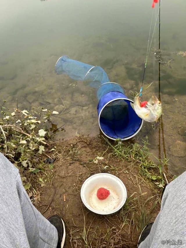 田中狮子鱼钓获 潍坊市 0.1kg