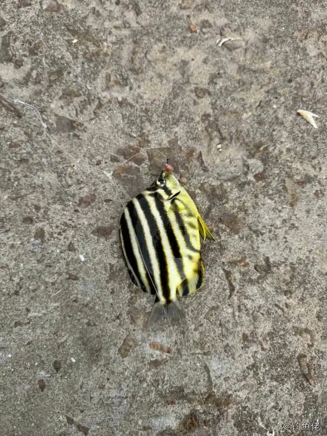 细刺鱼钓获 舟山市 0.1kg