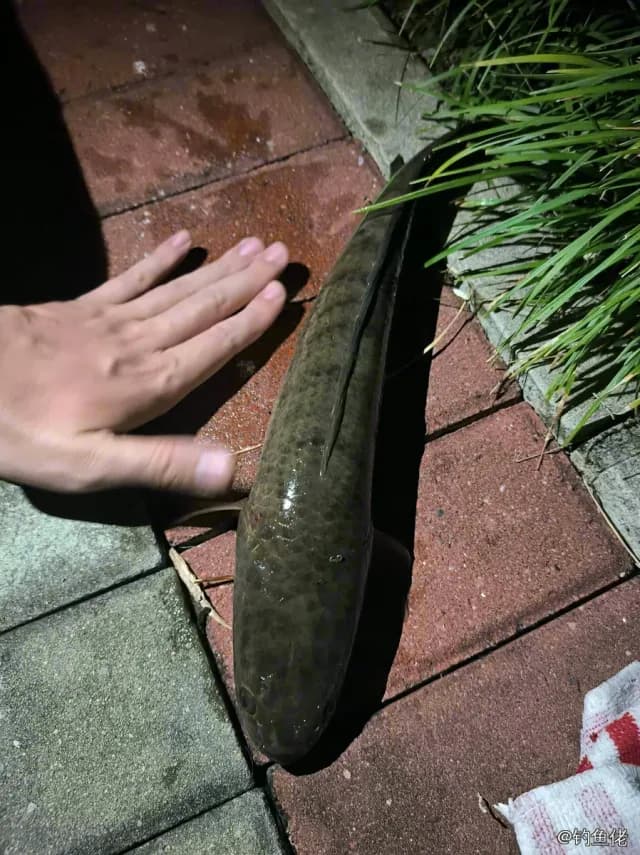 线鳢钓获 珠海市 1.4kg