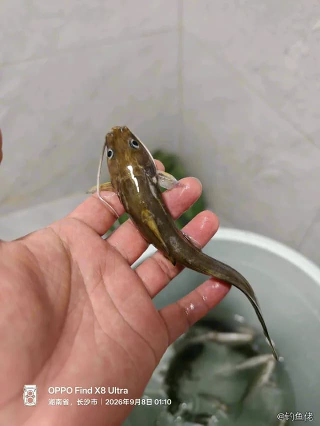 线纹鳗鲶钓获 长沙市 0.03kg