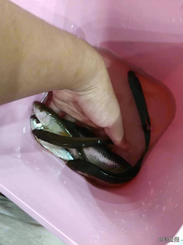 香鱼钓获 平顶山市 0.05kg