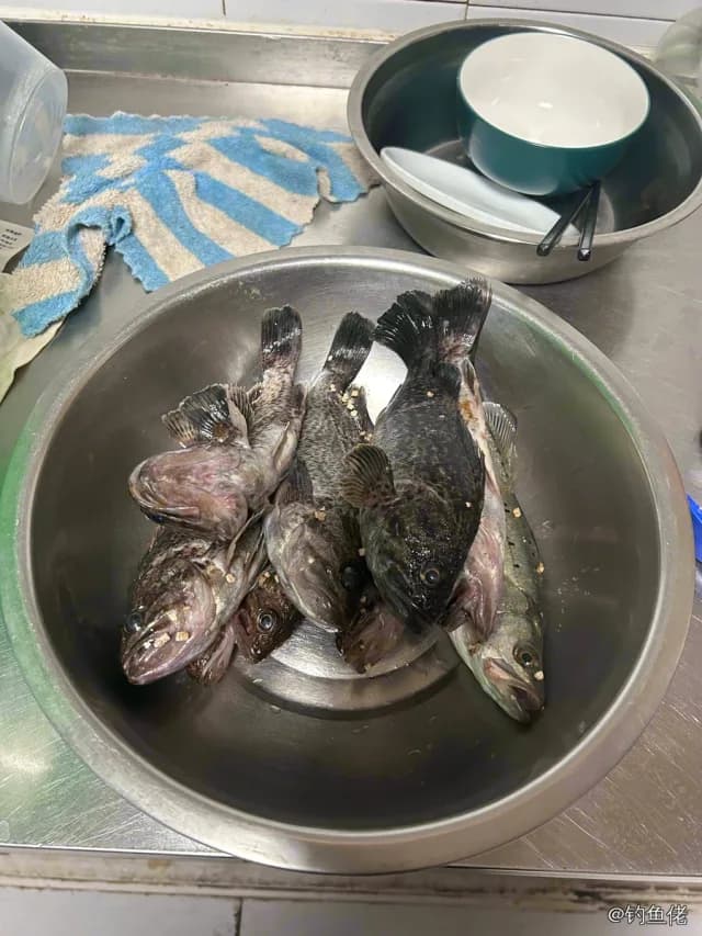 许氏平鲉钓获 葫芦岛市 0.5kg