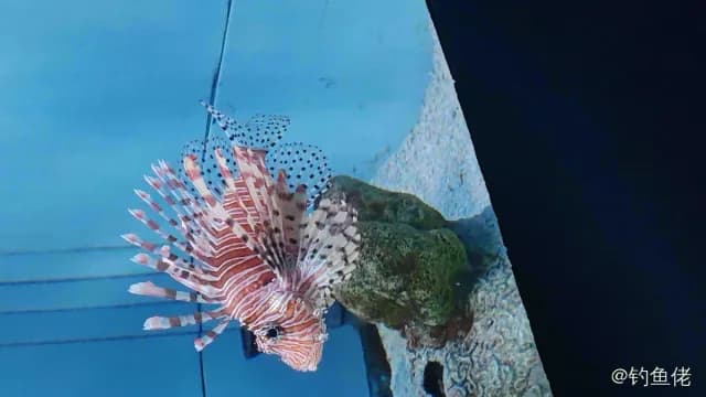 异尾拟蓑鲉钓获 北京市 1kg