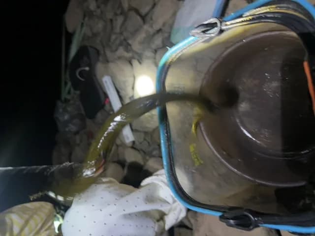 英氏霓虹脂鲤钓获 怀化市 0.2kg