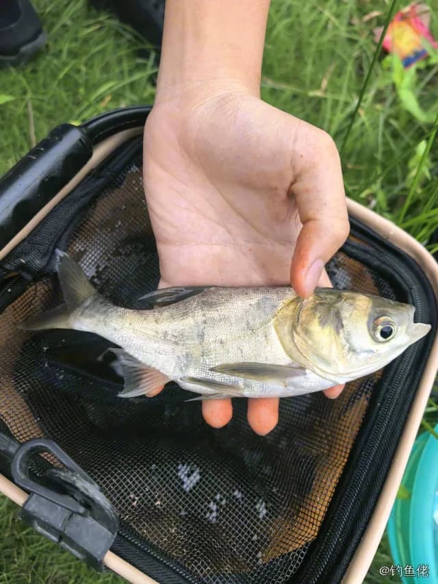 鳙(花鲢)钓获 佛山市 0.4kg