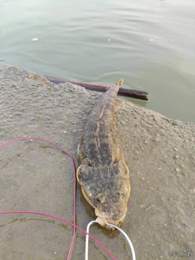 鲬鱼钓获 广州市 0.6kg