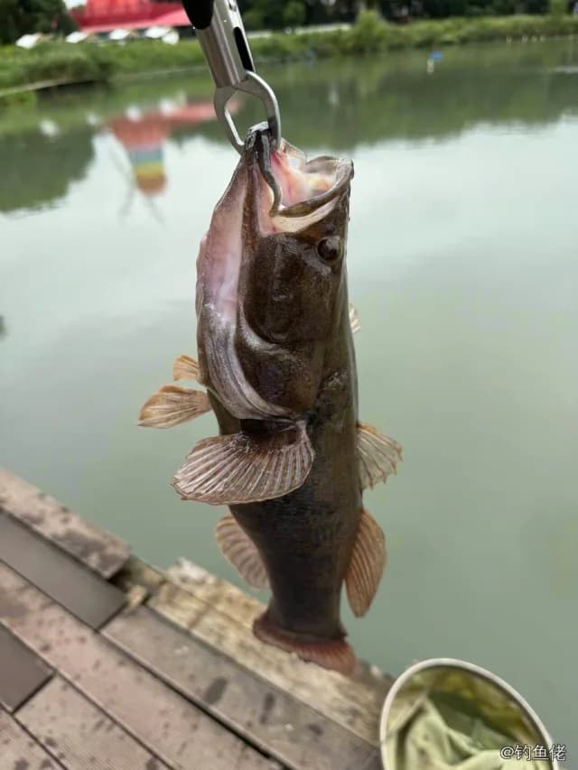 云斑尖塘鳢钓获 上海市 1.6kg