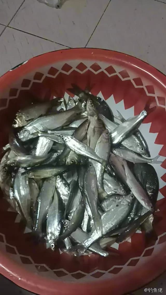 长鳍莫鲻钓获 黄石市 0.2kg