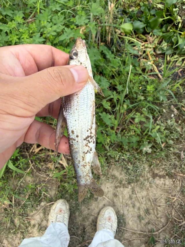 长体蛇鲻钓获 上海市 0.1kg