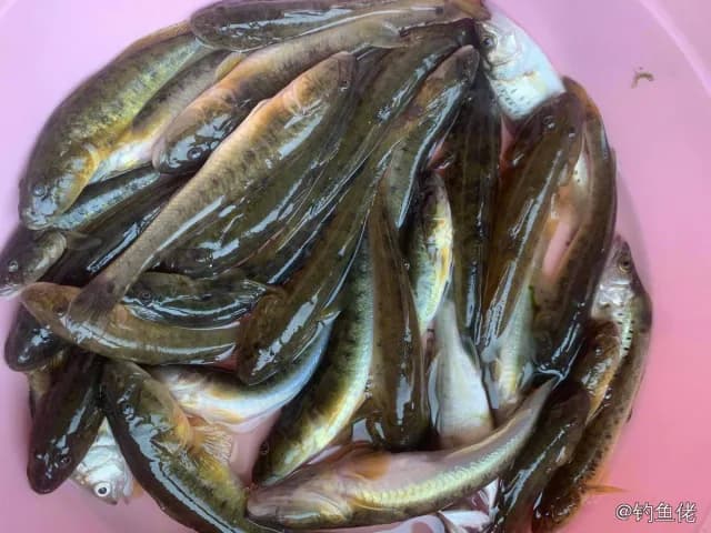 髭缟虾虎鱼钓获 烟台市 1kg