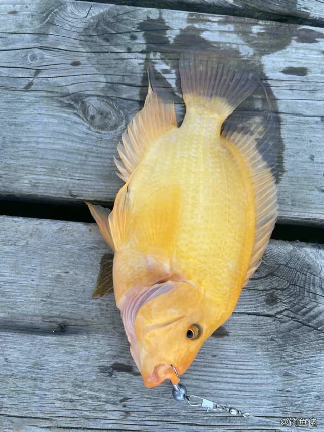 橘色双冠丽鱼钓获 0.5kg